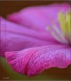 /album/fleurs-dun-jardin-2015/dsc-5229-copie-jpg/